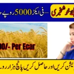 CM Punjab Wheat Support Program 2025 – Register Now to Get Rs. 5000 Per Acre