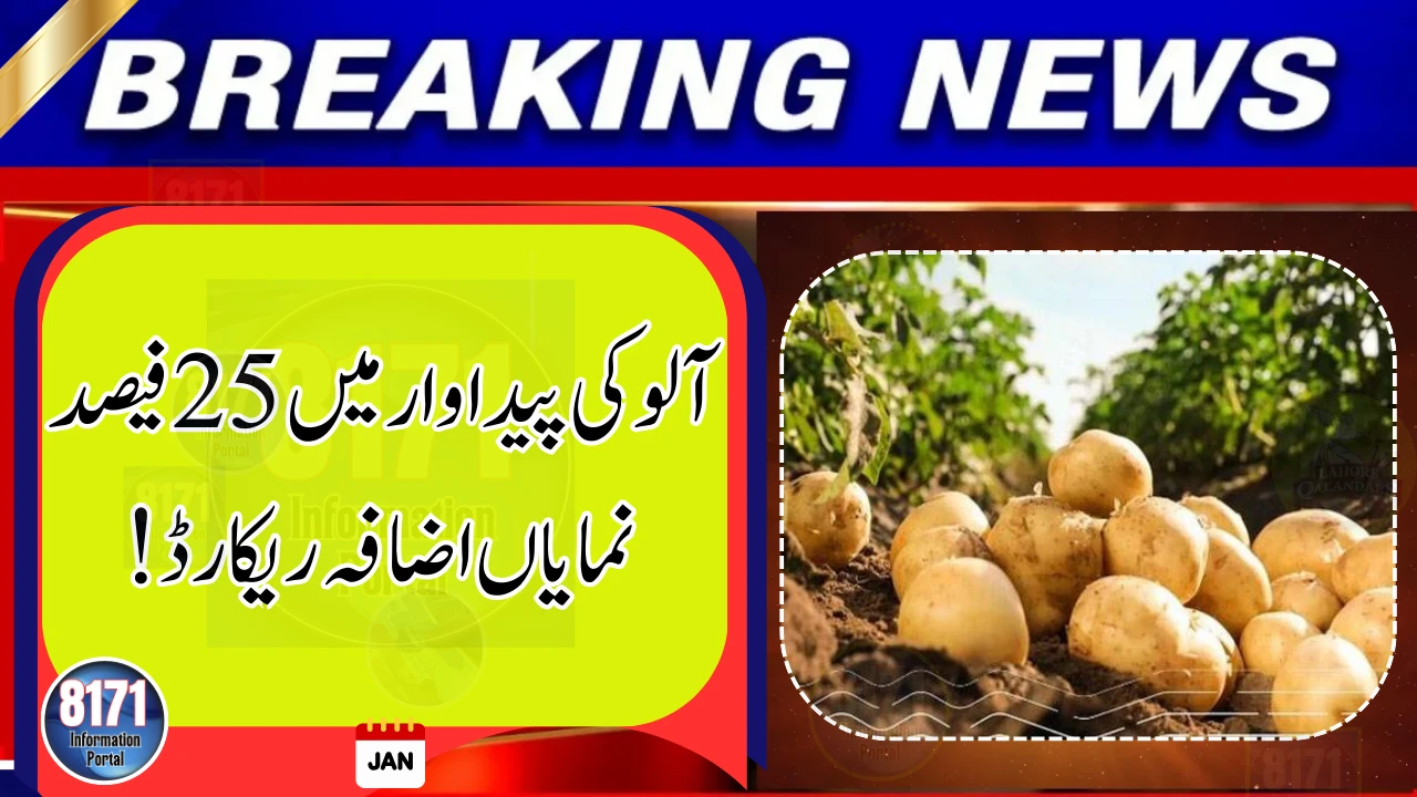 Punjab Records 25% Jump in Potato Production, Eyes Exports