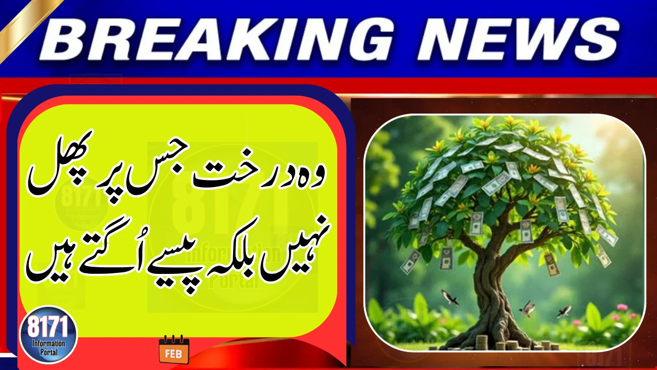 The Tree Where ‘Money’ Grows Instead of Fruit